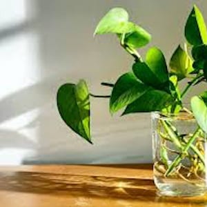 May include: A clear glass vase filled with water, holding a vibrant green pothos plant. The plant has large, heart-shaped leaves and long stems. The vase sits on a wooden surface, with shadows cast on the wall behind it.