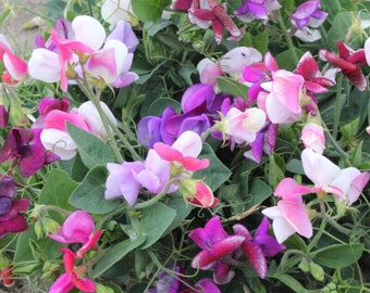 x5 Pois de senteur - Lathyrus odoratus - Grimpante - Odorante - 5 graines