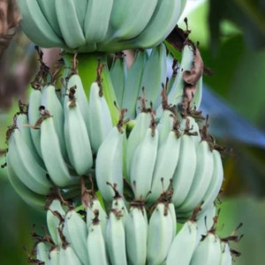 Ice Cream vanilla Banana Tree ,( look at size) Organic , Musa Blue Java  , cold hardy bananna . organic, exotic, cold hardy to 20 f.