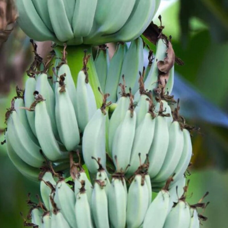 Blue Banana Java Trees - Etsy