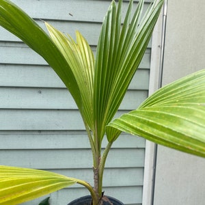 Fiji Palm Pritchardia Pacifica , Palm, tropical, exotic, indoor, outdoor, rare image 3