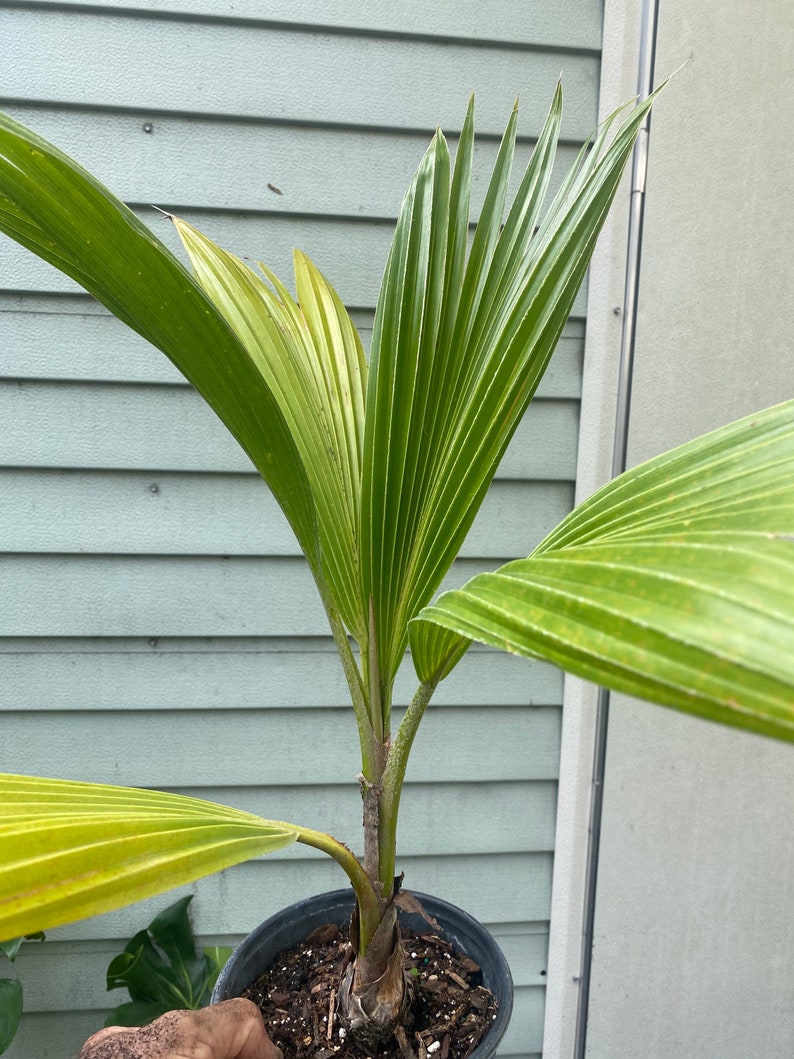 Fiji Palm Pritchardia Pacifica , Palm, tropical, exotic, indoor, outdoor, rare image 3