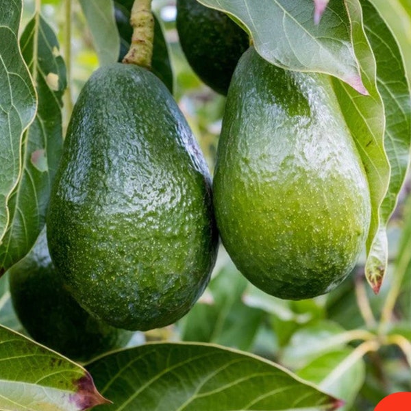Avocado Etsy Avocado Etsy