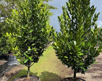 Garcinia Spicata , Exotique , fruit comestible. Ornemental tolérant au sel