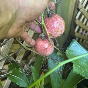 Passion Fruit “ Red Rover Variety “ cold hardy passion fruit “ free delivery