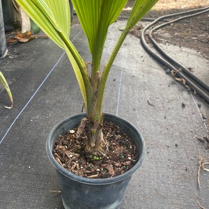 Fiji Palm Pritchardia Pacifica , Palm, tropical, exotic, indoor, outdoor, rare image 6