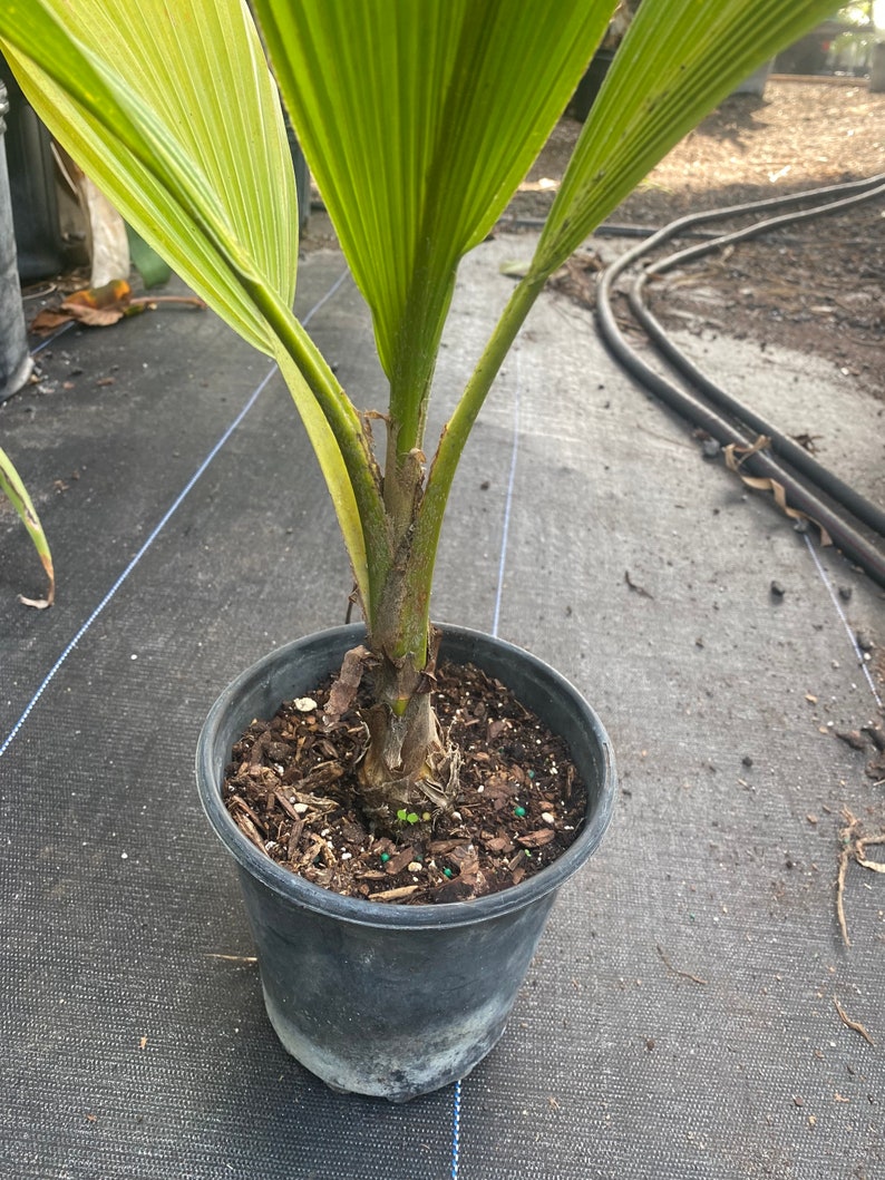 Fiji Palm Pritchardia Pacifica , Palm, tropical, exotic, indoor, outdoor, rare image 6