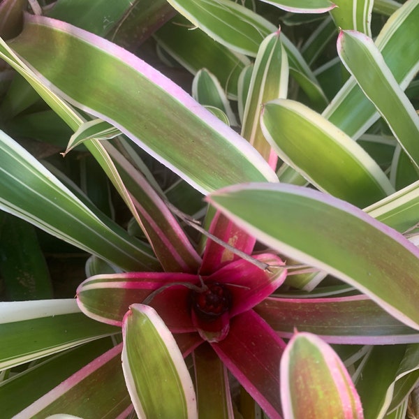 Indoor Bromeliad BOGO..Neoregelia Franca, Tropical houseplant, indoor, shade