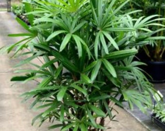 Lady Palm Rhapis Excelsa Palm ( FREE SHIPPING)