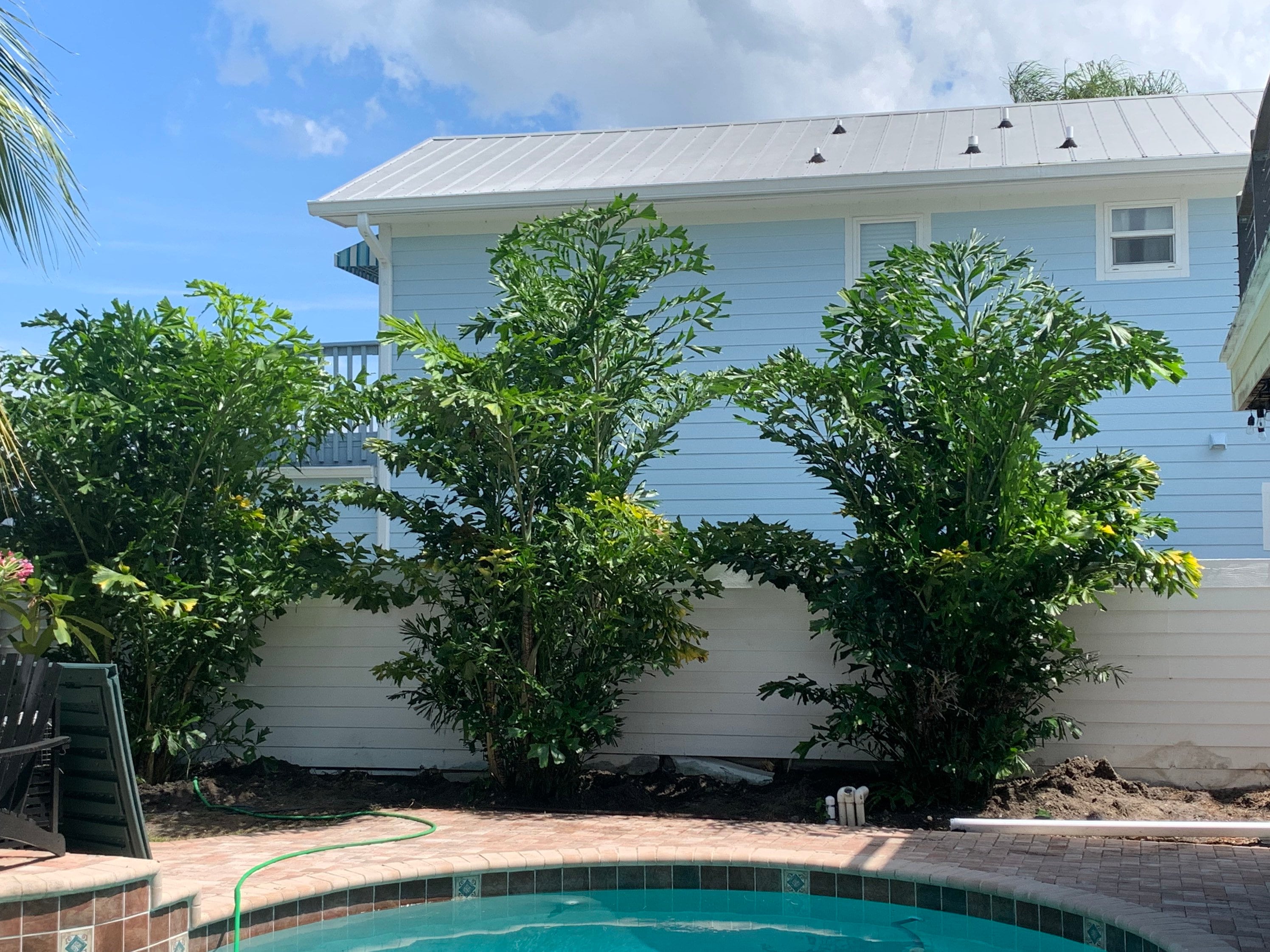 3 Gallon Fishtail Palm: Indoor/Outdoor Privacy Plant