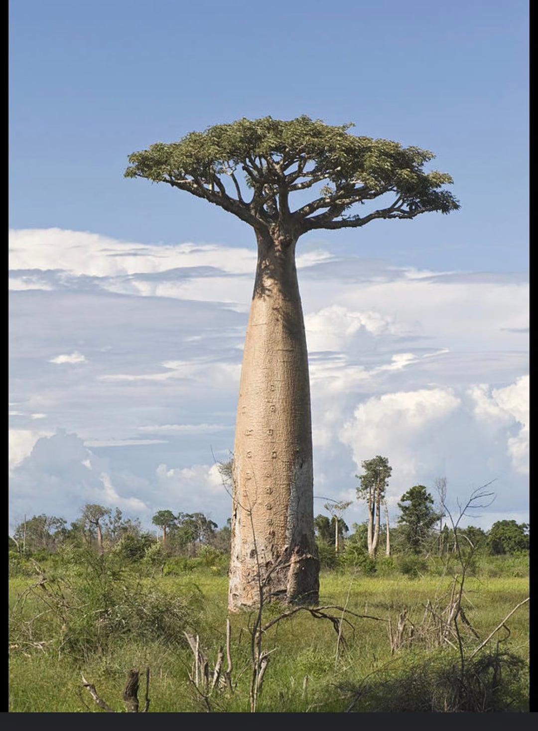 Botanical Baobab CD ボタニカル バオバブ - メルカリ