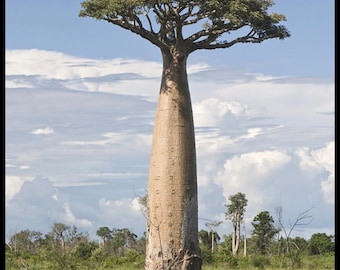 Baobab Digitata EXTREMELY RARE