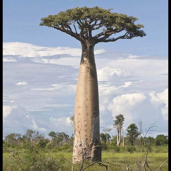 Baobab Digitata EXTREMELY RARE