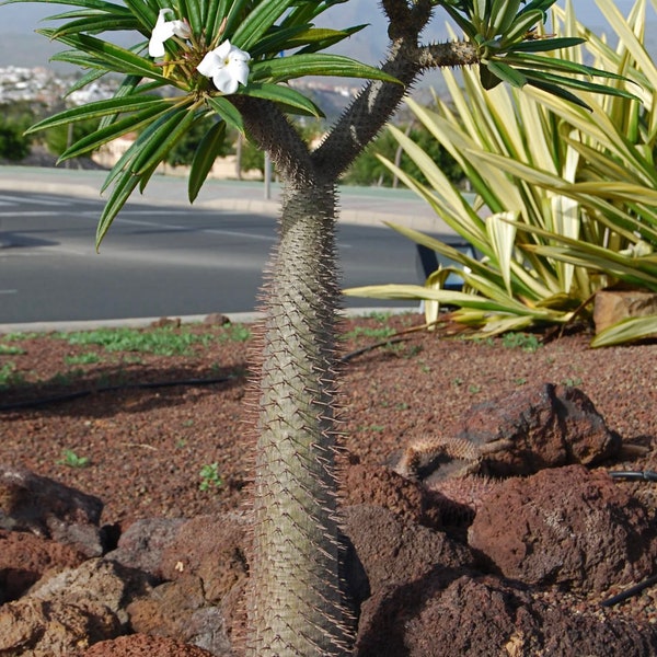 Madagascar Palm GRATIS VERZENDING Pachypodium lamerei