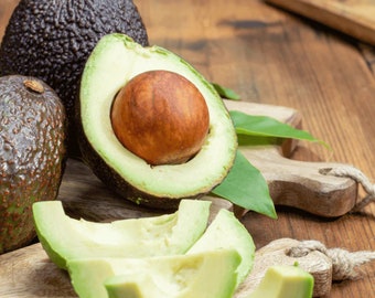 Catalina Avocado live tree FREE SHIPPING