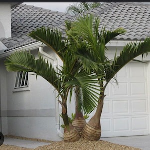 Bottle palm.. TRIPLE.. Hyophorbe lagenicaulis 1 Gallon Pot.. rare exotic FREE SHIPPING