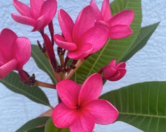 Frangipani BOGO Deal 12 bis 16 Zoll Schneiden Hawaiian & Exotic )