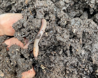 Worm castings live soil ( free shipping)