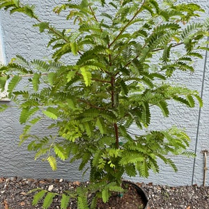 Tamarind tree, ESTABLISHED 3 GALLON Fruit Tree (Tamarindus indica) “NEW “