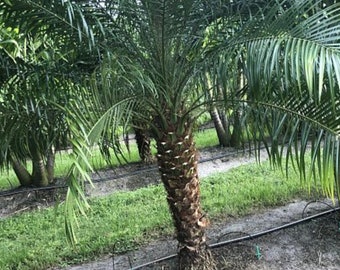 Robillini palm, single, roebelenii palm Pygmy date palm