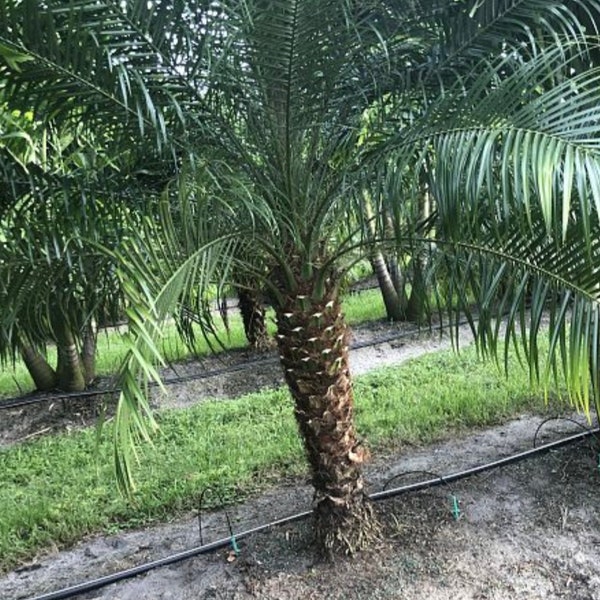 Robillini palm, single, roebelenii palm Pygmy date palm