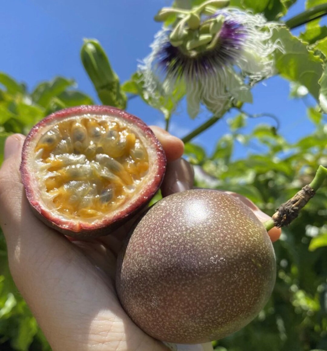 purple-passion-fruit-established-vineplant-2-feet-tall-etsy