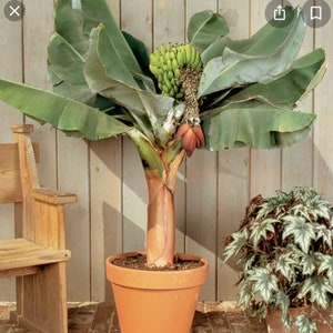 Dwarf Cavendish Bananna, patio plant, house plant . Fruit producer