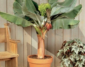 Dwarf Cavendish Bananna, patio plant, house plant . Fruit producer