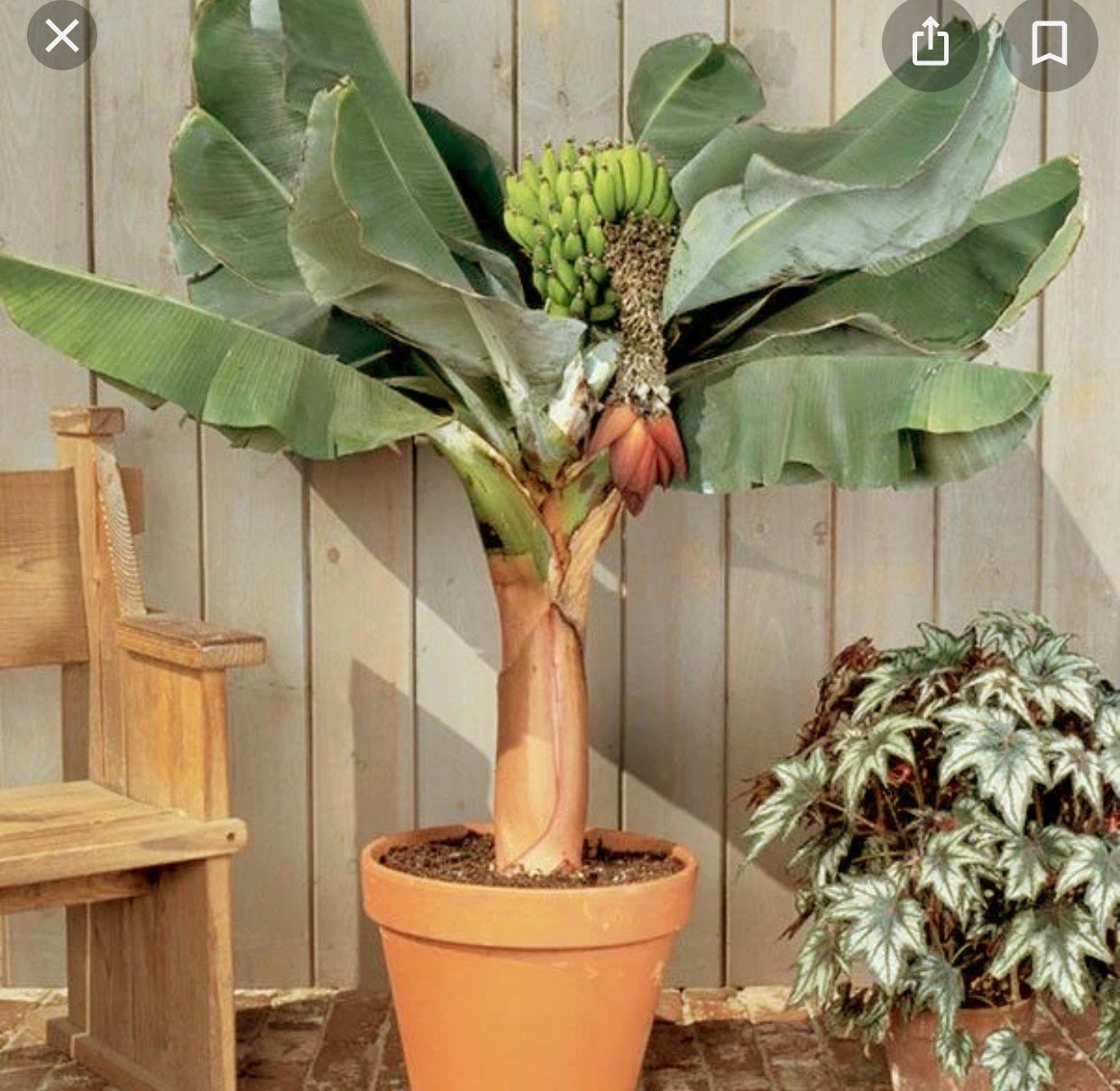 Dwarf Cavendish Bananna Patio Plant House Plant . Fruit Etsy