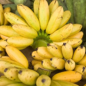 Manzano Apple Banana Tree , organic, exotic, tropical