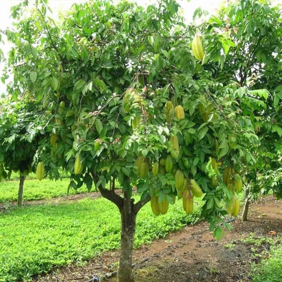 Carambola Arbol