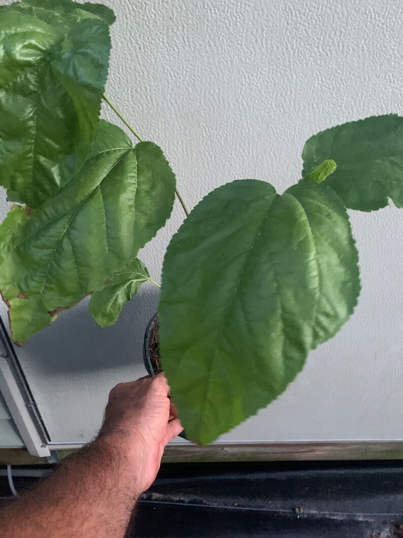 Mulberry Tree Established One Gallon Fruit Tree Fruit Etsy