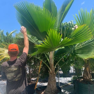Fiji Palm Pritchardia Pacifica ,FREE SHIPPING Size Variations exotic, indoor, outdoor, rare