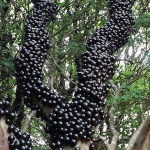 Jaboticaba fruit tree , rare fruit, tropical, organic