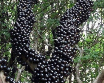 Arbre fruitier Jaboticaba, fruit rare, tropical, biologique