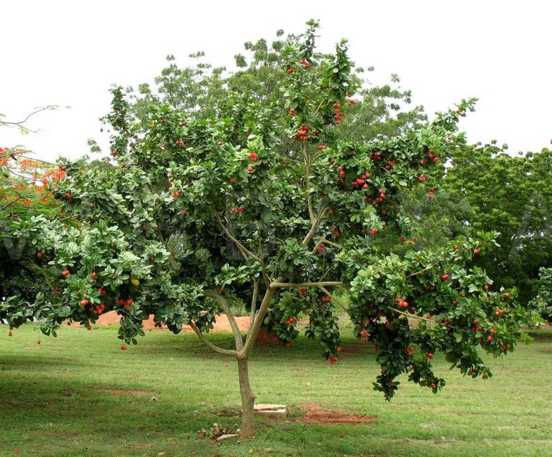 Ackee Tree RARE Exotic Jamaican Fruit Tree Etsy
