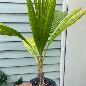 Fiji Palm Pritchardia Pacifica , Palm, tropical, exotic, indoor, outdoor, rare image 2