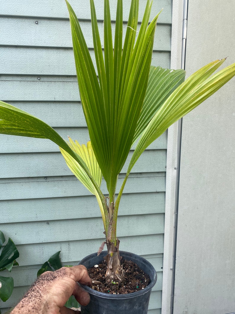 Fiji Palm Pritchardia Pacifica , Palm, tropical, exotic, indoor, outdoor, rare image 2