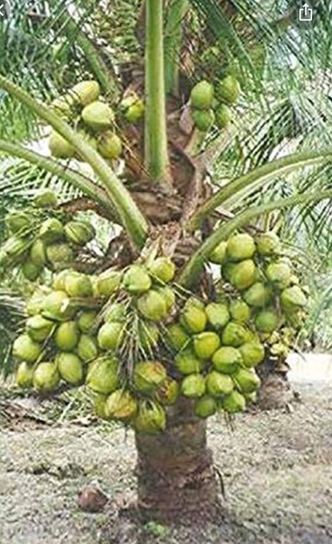 Dwarf Certified Costa Rican Green Malayan Coconut Sprouted Certified