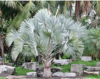 Bismarck Palm, established 1 gallon palm Bismarkia Mobil is