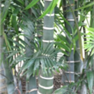 Dypsis cabadae/Cabada Palm( Free Shipping )rare exotic