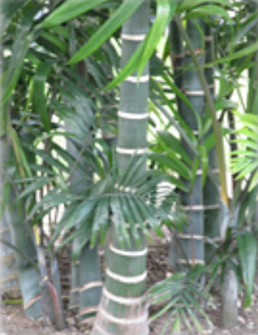 Dypsis cabadae/Cabada Palm( Free Shipping )rare exotic