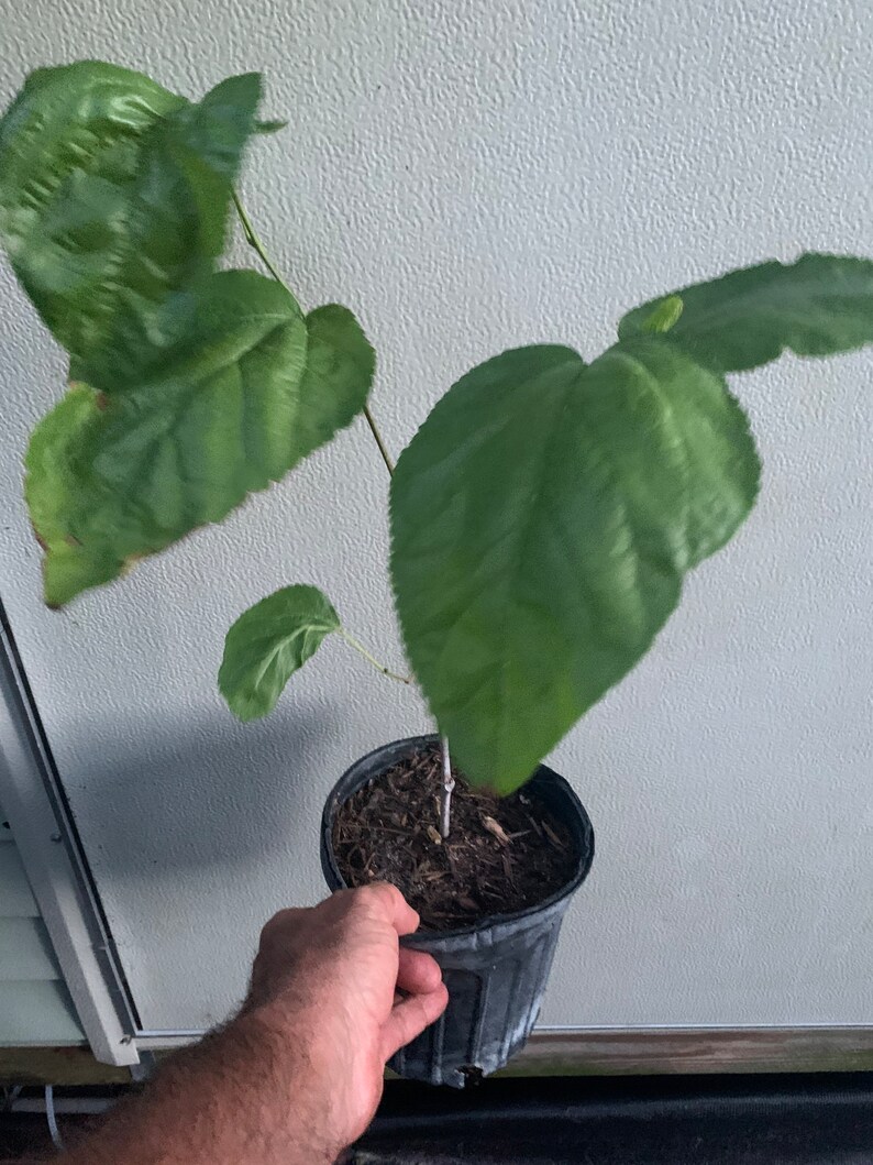 Mulberry Tree Established One Gallon Fruit Tree Fruit Etsy