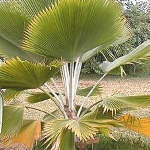 Fiji Palm Pritchardia Pacifica , Palm, tropical, exotic, indoor, outdoor, rare image 4