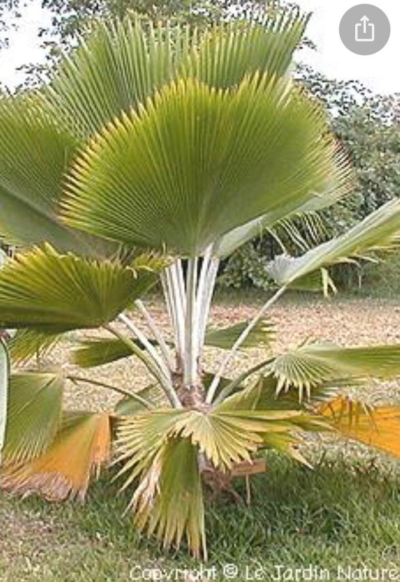 Fiji Palm Pritchardia Pacifica , Palm, tropical, exotic, indoor, outdoor, rare image 4