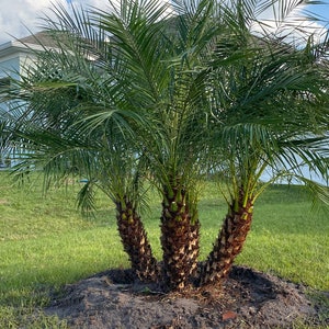 Pygmy Date palm, Robillini palm, dwarf palm. Established 3 Gallon .. Triple Palm