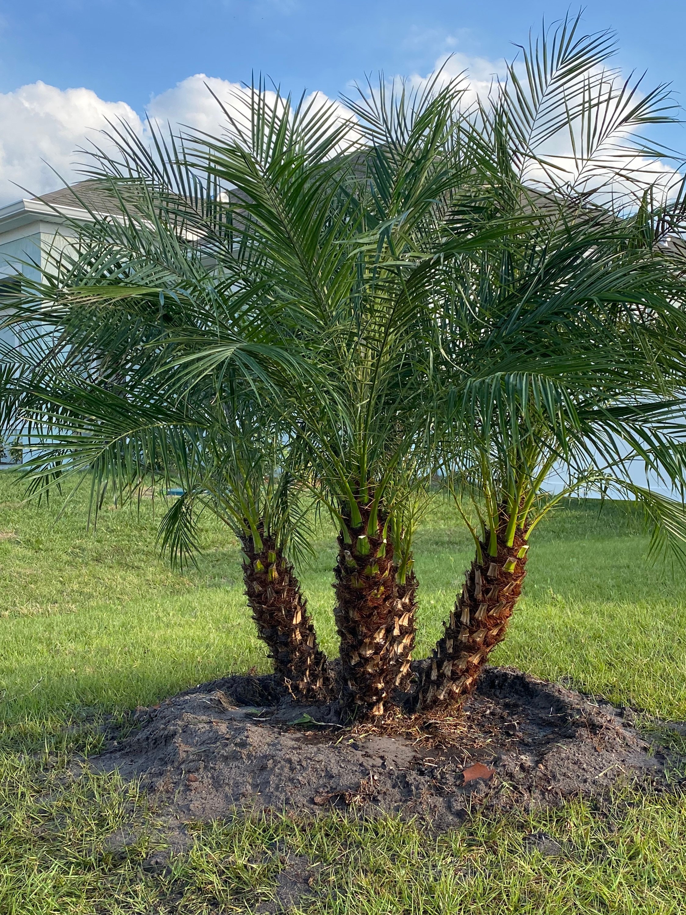 Pygmy date palm deals