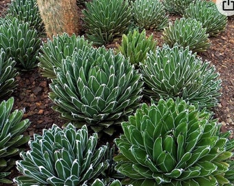 Agave Victoriae reginae Free shipping