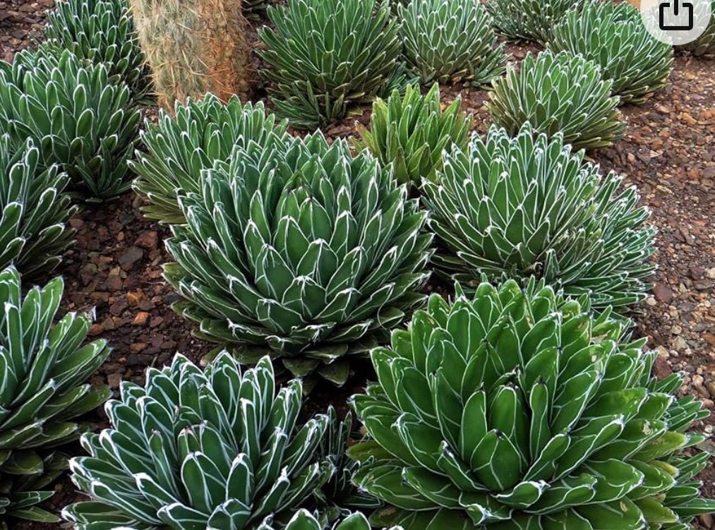 Agave Parryi Truncata - Etsy Agave Parryi Truncata - Etsy