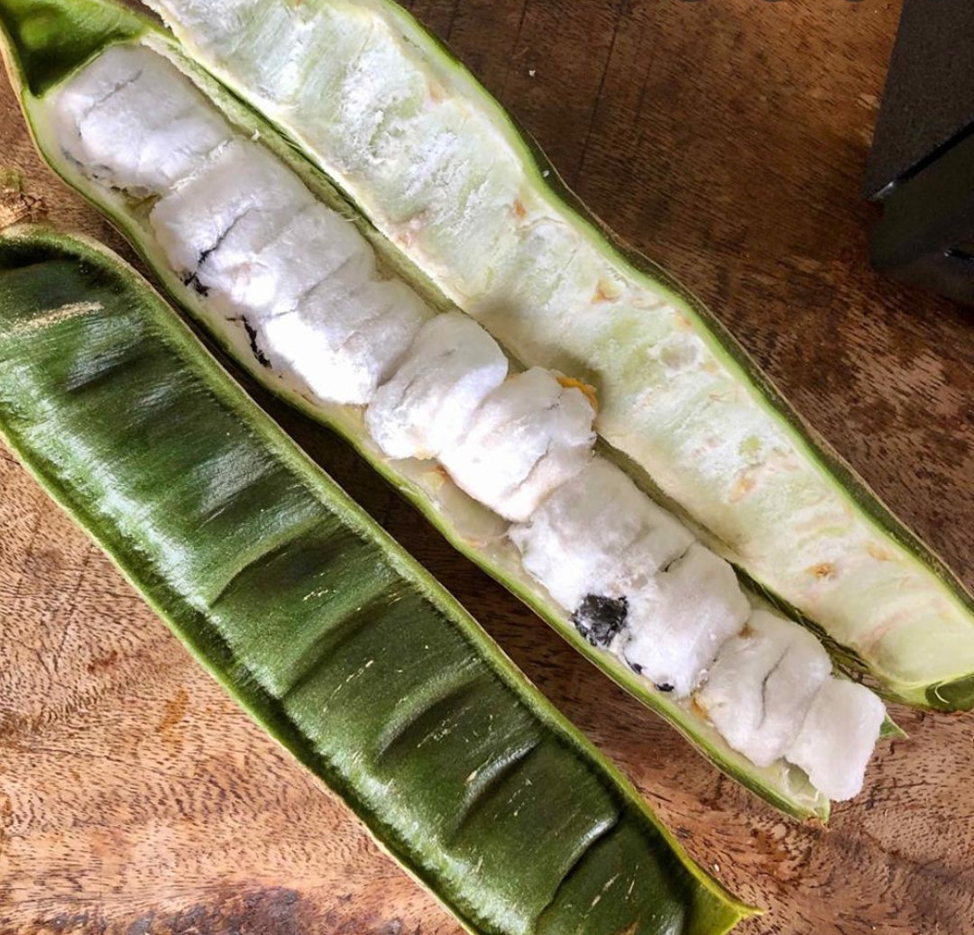 Rare Ice Cream Bean TREE.. Established 1 Gallon TREE.. Look at Pictures Fruit Tree, Tropical